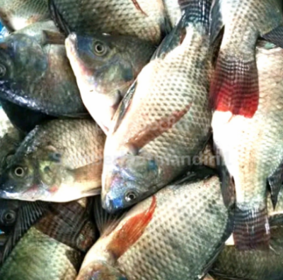 Ikan mujair fresh (500 gram)