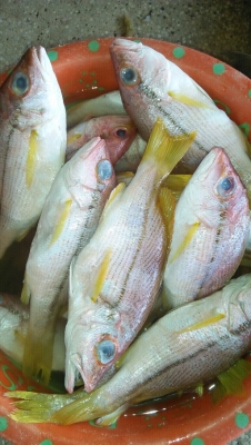 Ikan Ekor kuning