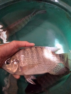 Ikan Mujair