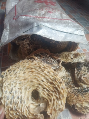 Kulit Ikan Buntal Durian