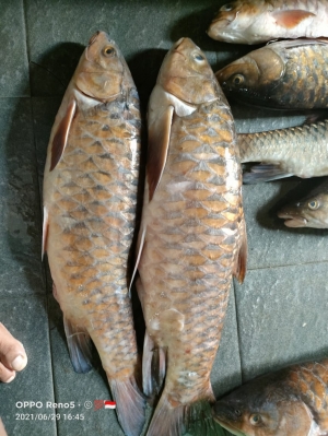 Ikan Empurau | 1 kg up