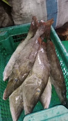 Ikan Ketambak Moncong Fillet