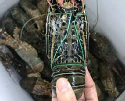 Lobster Bambu Frozen Kualitas B | Uk : 500-1000