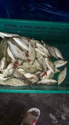 Ikan Lencam | Ikan Ketambak