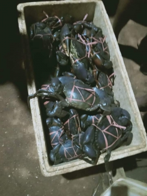 Kepiting Bakau | 500-900gr