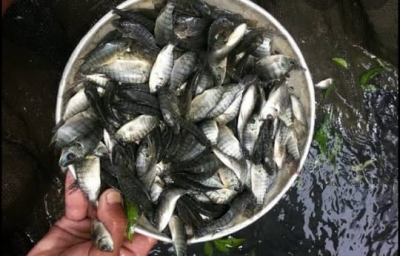 Sangkal Ikan Nila