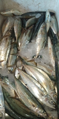 Ikan Lajang