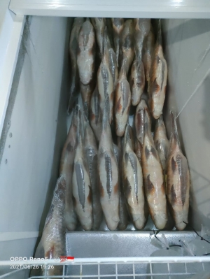 Ikan Empurau | 4kg up