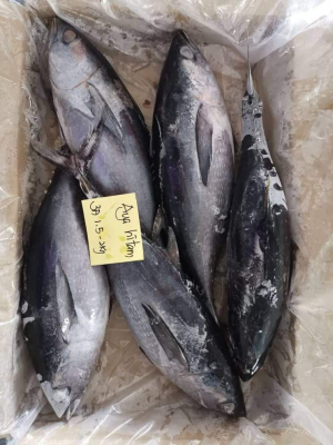 Ikan Tuna | Aya Hitam