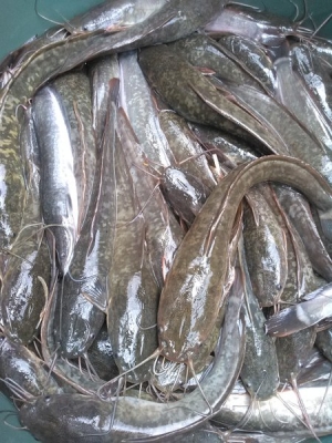 Ikan Lele Sangkuriang | uk : 34 cm