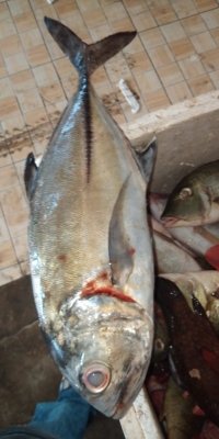 Ikan Mengali