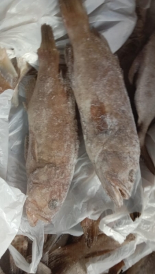 Ikan Kerapu Susu
