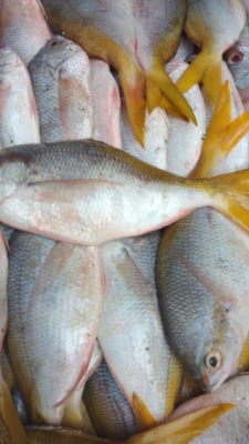 Ikan Ekor Kuning