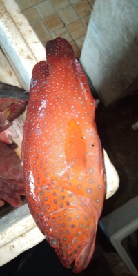 Ikan Kerapu Merah