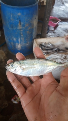 Ikan Banyar