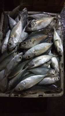 Ikan Mata Belo