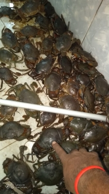 Kepiting | size 150gr-199gr