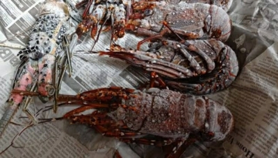 Lobster Frozen Kualitas A | Uk : 300-500