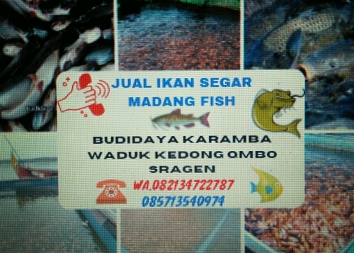 Madang Fish
